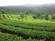 visite Sud du Yunnan : Route du thé et rizières en terrasse